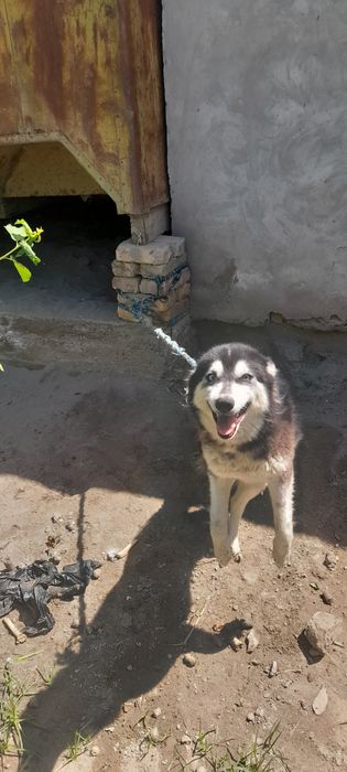 Продаётся пародистая собака