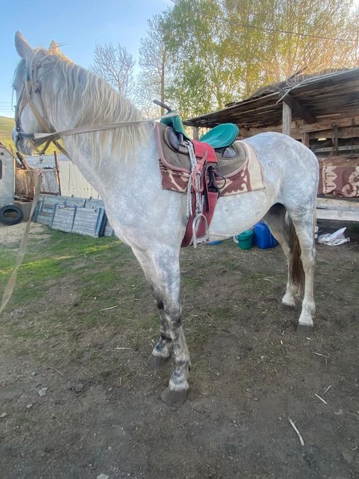 Англо-араб айғыр сатылады.