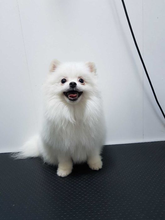 Продава  Померан, Бивър териер, Пекинез