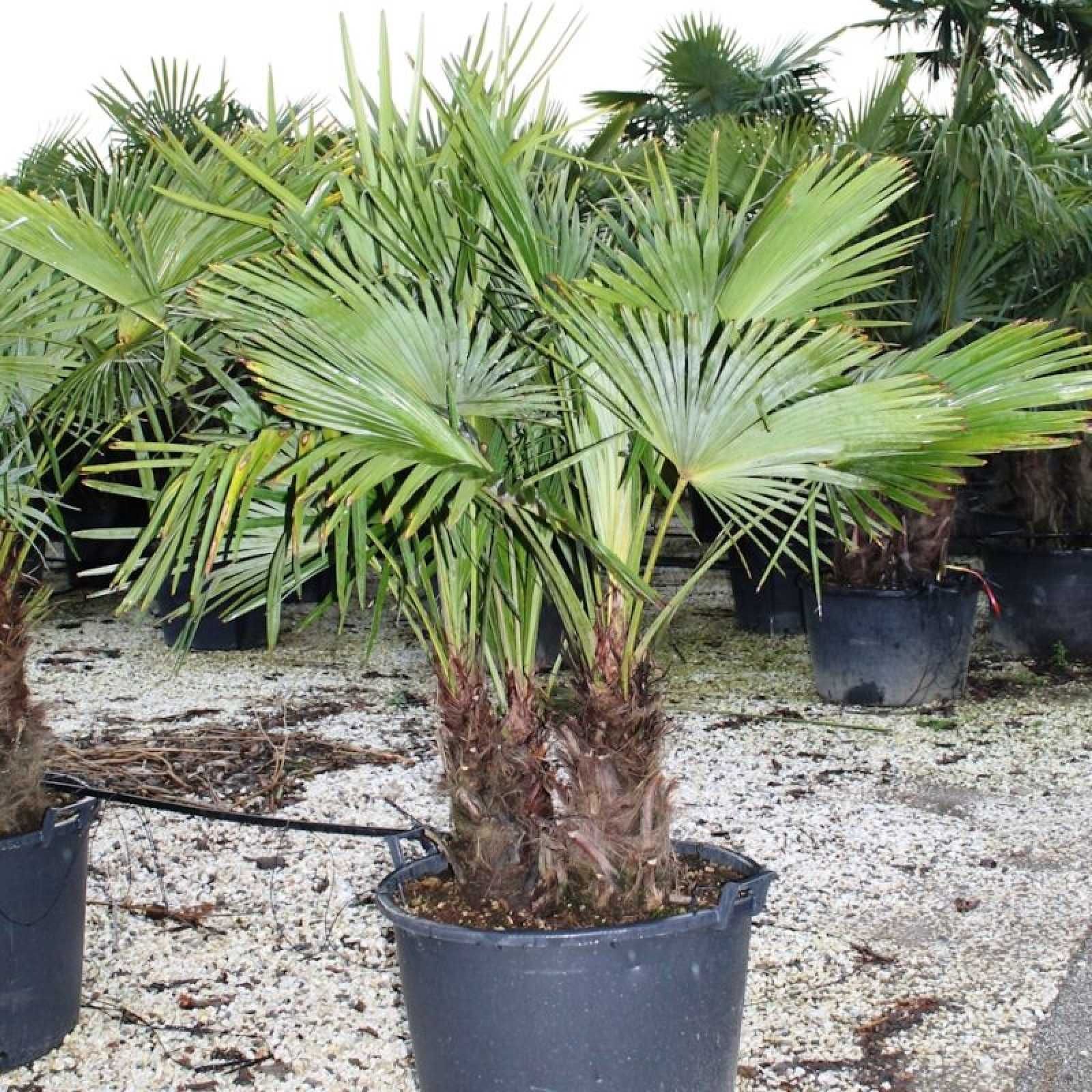 Palmier rezistent la ger 25-50cm - Trachycarpus - Plantă de Grădină