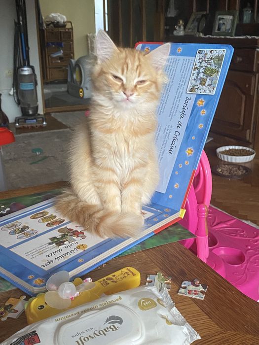 Ragdoll flame motanel 2,2 luni