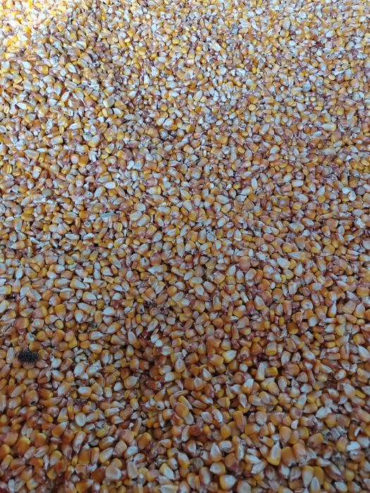 Porumb boabe sau știuleți producție 2025