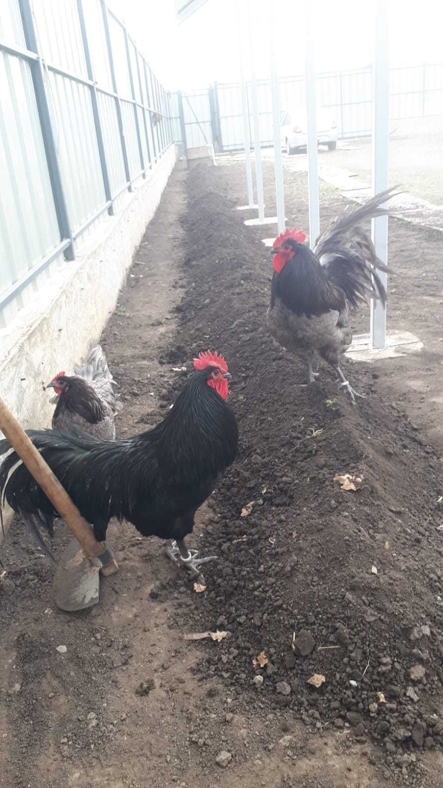 Vand oua  de gaini Australorp, pentru incubatie sau consum bio.
