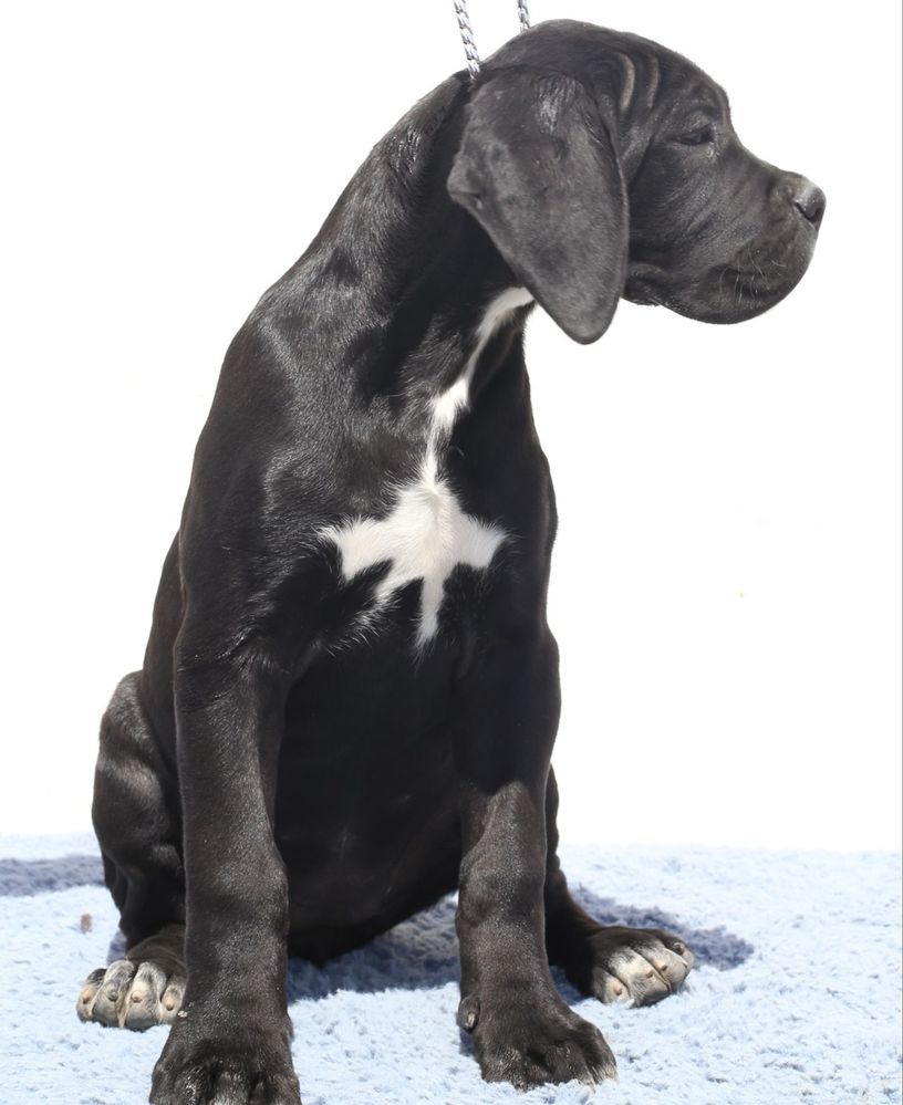 Pui Cane Corso cu pedigree FCI