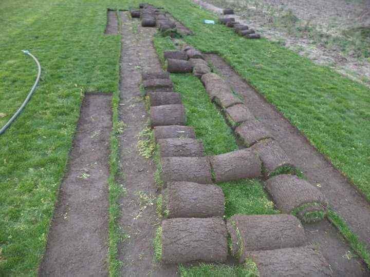 Vând și livrez plante ornamentale