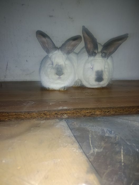 Vând o pereche de iepuri californieni între 7 și 8 luni