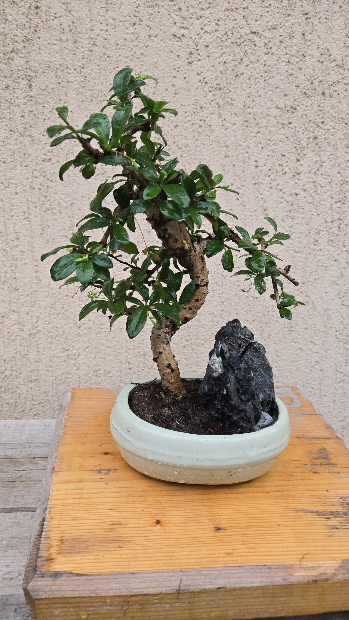 Bonsai Carmona in forma de "S"