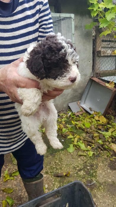 Лагото Романьоло