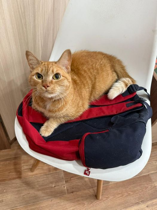 отдам 5 летнего кота с его вещами