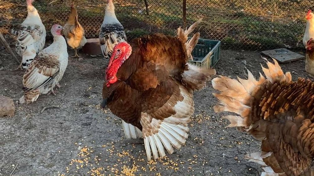 Пуйки  Пуяци за празниците