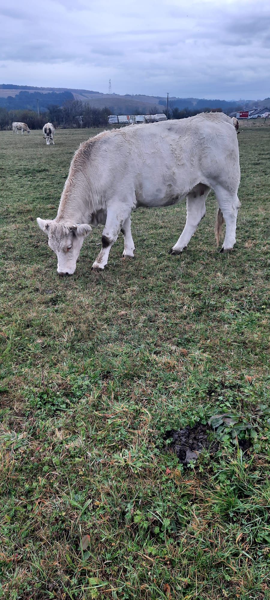 Vând juninci gestante și fătate