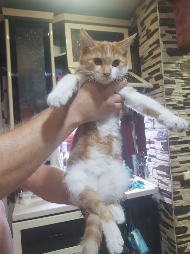 Пристраиваем котят