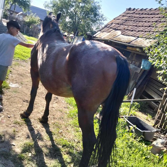 Iapa de vânzare ,