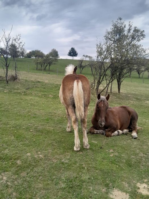 Vând iapă cu mânji