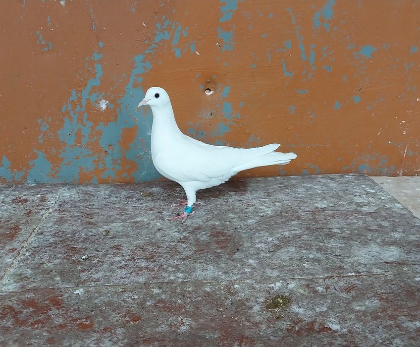 Бакинские Бойные Голуби