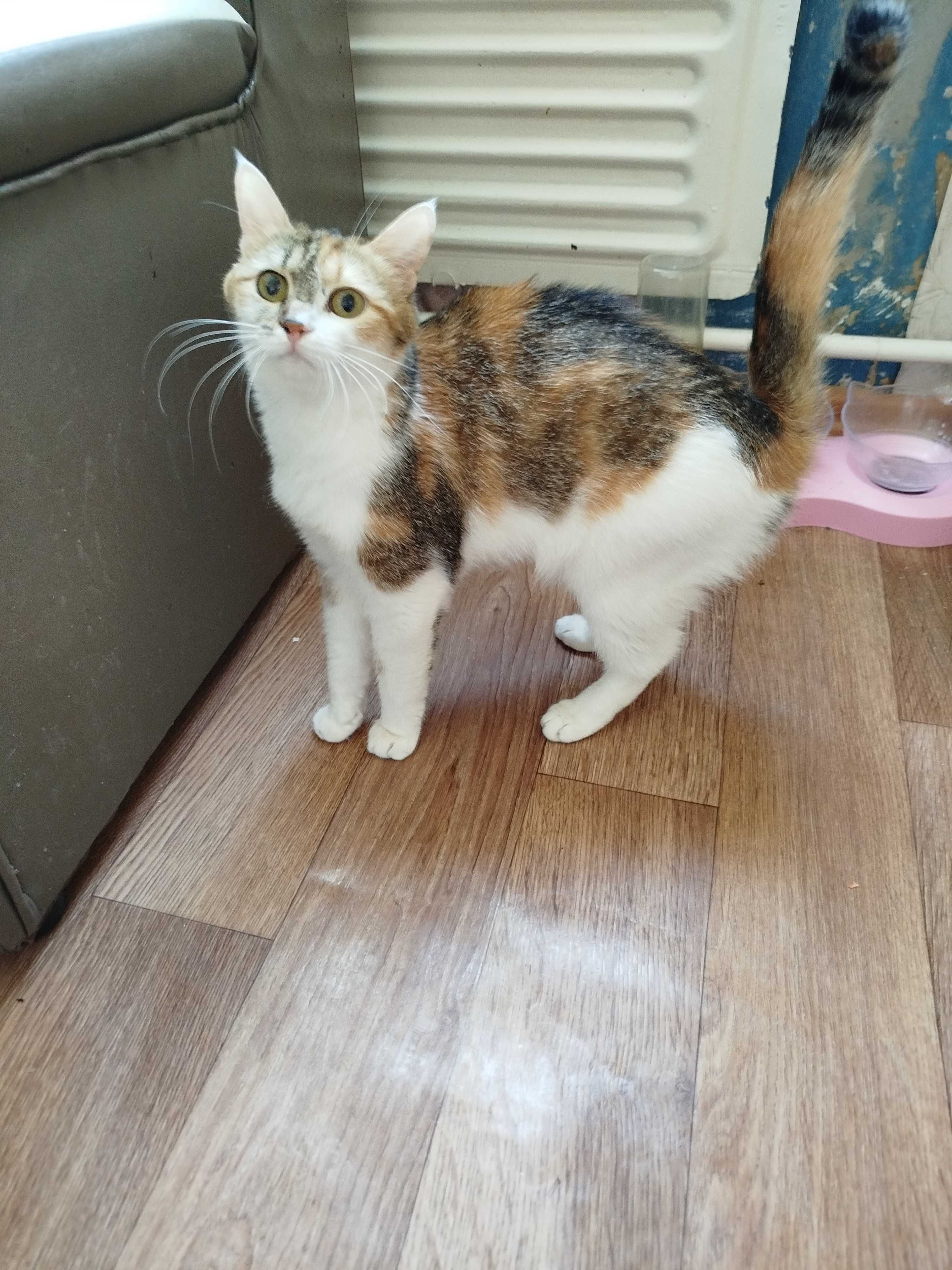 Отдам в добрые руки кошечку, с поилкой, домиком