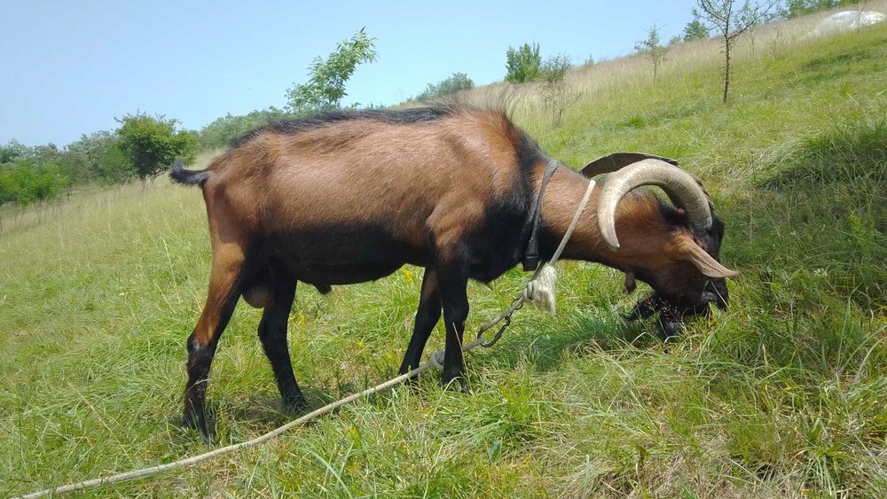 Vând țap alpin francez