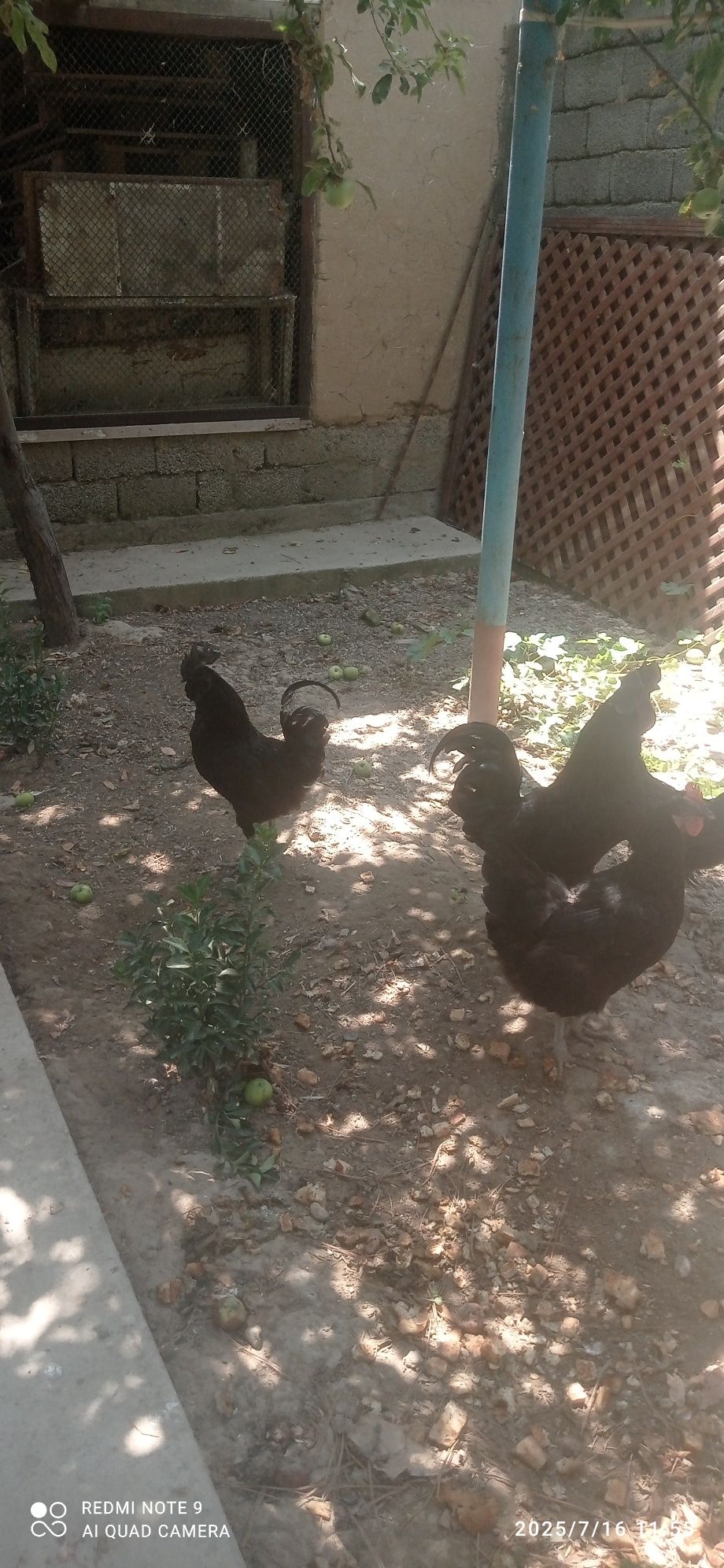 Qorashaxzoda xorozi sotiladi