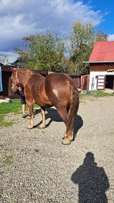 Cal castrat de vanzare 6 ani