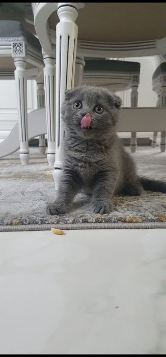 Scottish fold blue