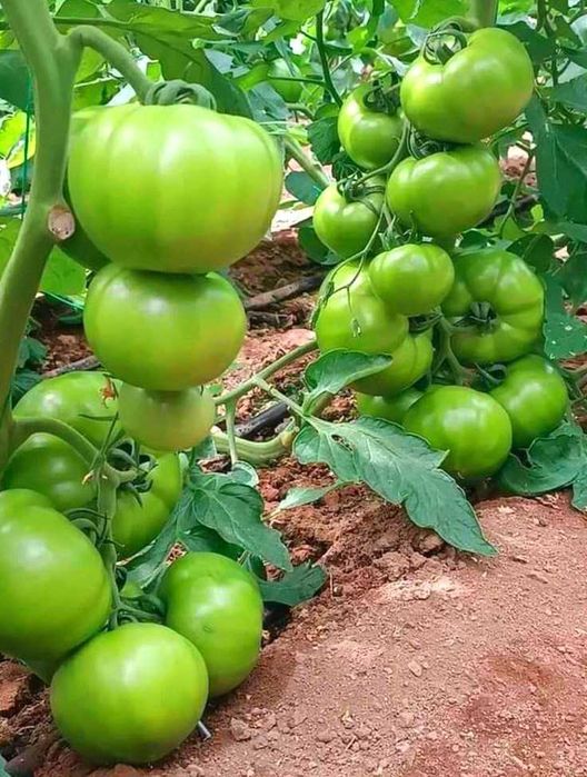 Домашни семена от селски червен и селски розов домат