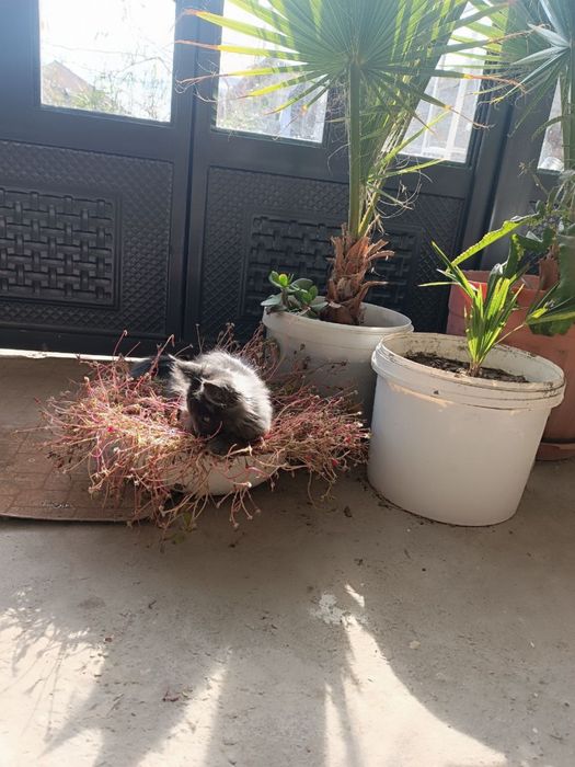 Мейн кун мальчик