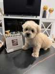 Bichon Maltez Toy