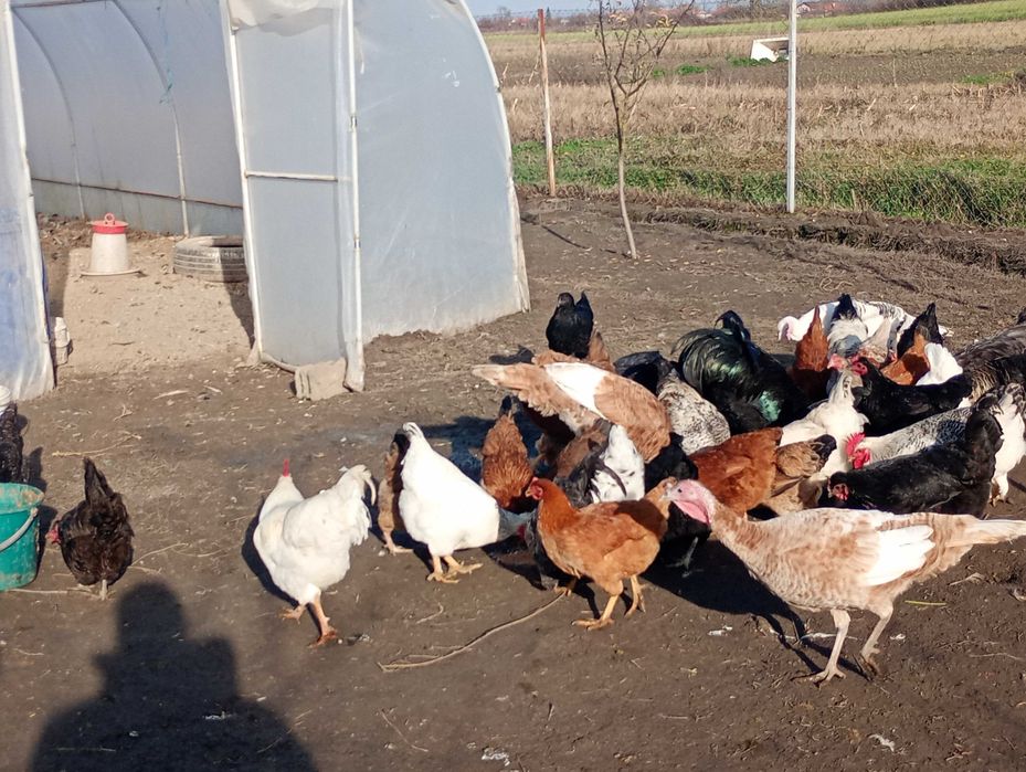 Păsări de vânzare