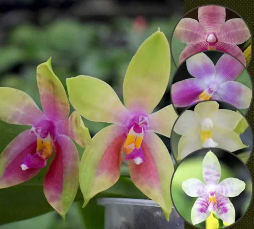 Орхидеи фаленопсис Ravenna, Euphorion, Bambula, Mini mark