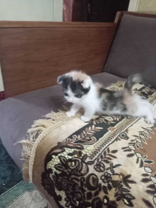 Шиншилла зотли мушукчалар