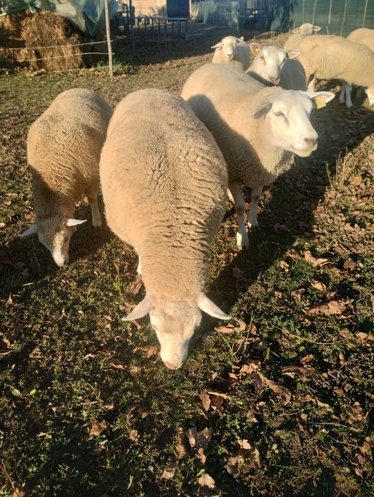 Oi texel și berbec