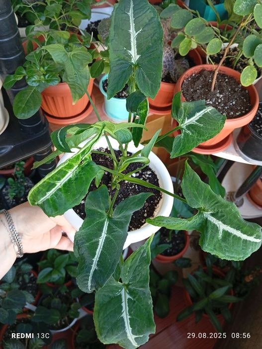 Продам комнатные растения