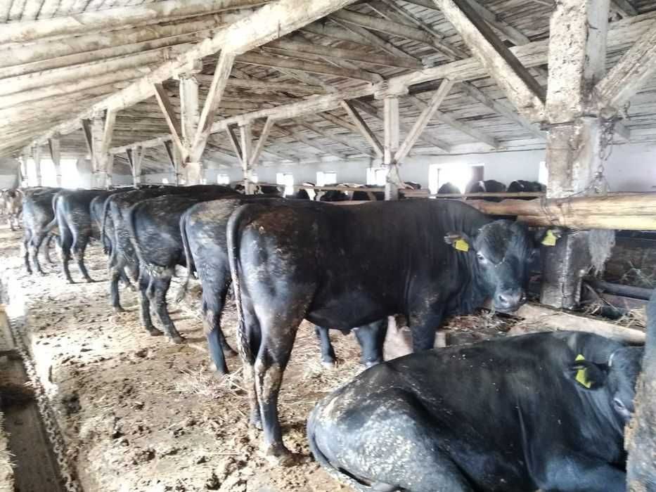 Телята бычки продажа телят