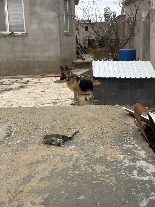 Немецкая овчарка