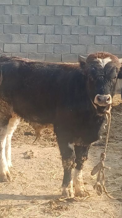 11айлык семыз швед бычок сатылады  бык