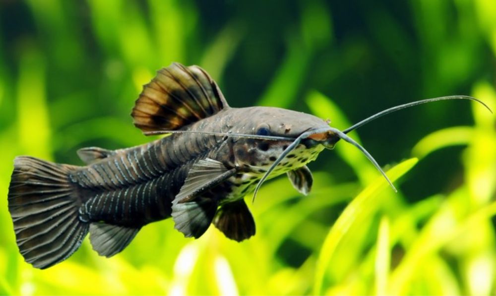 Таракатум средний