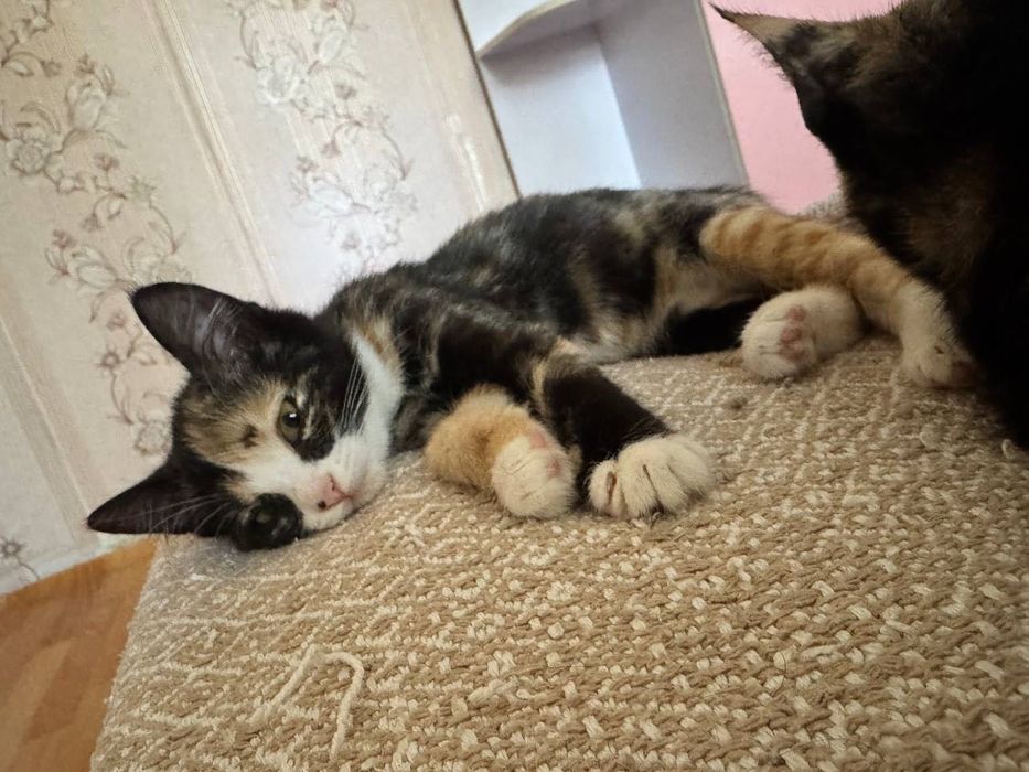 Котёнок в добрые руки