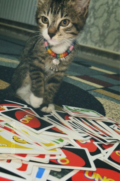 Үш айлық үй мысығы (ұрғашы) – Түркістан