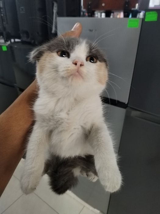 Scottish Fold sotiladi 1.250 ming paroda toza