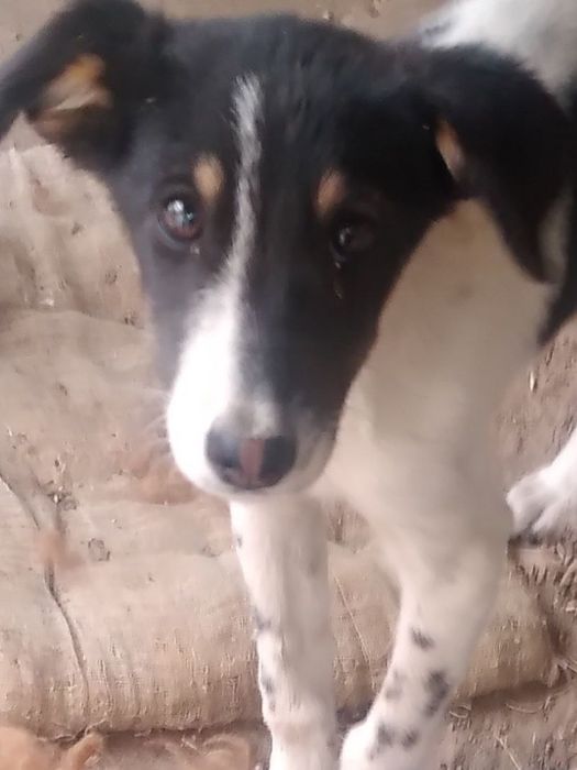 Умная девочка охранница