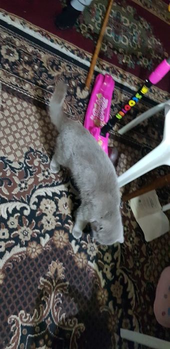 Parodali qimmat mushuk rangi kul rang qulogʻi egilgan