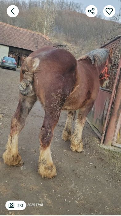 Manz 2 ani jumate de vânzare