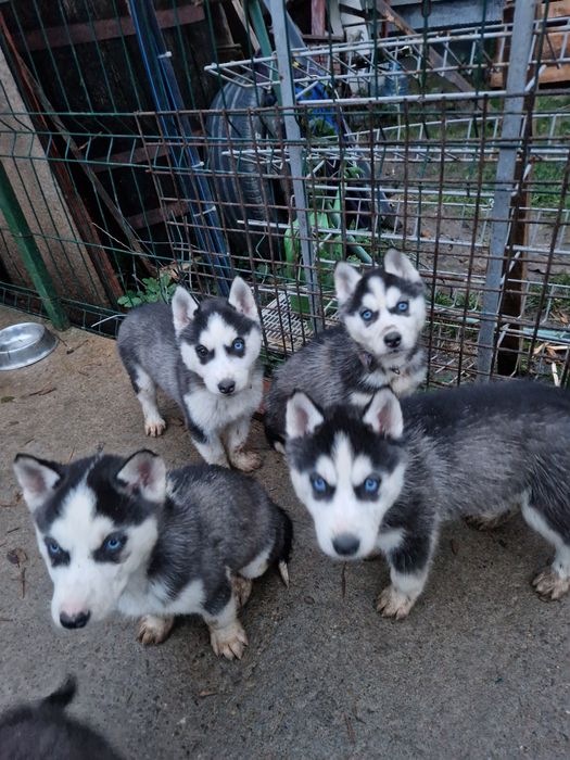 Pui husky siberian