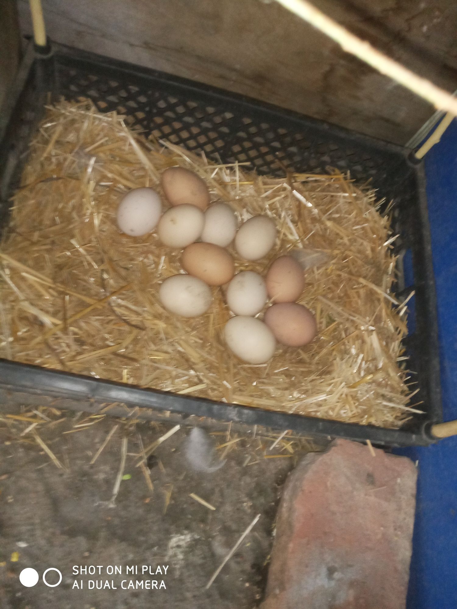 Toza brama xõroz