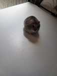 Vand pui de hamsteri