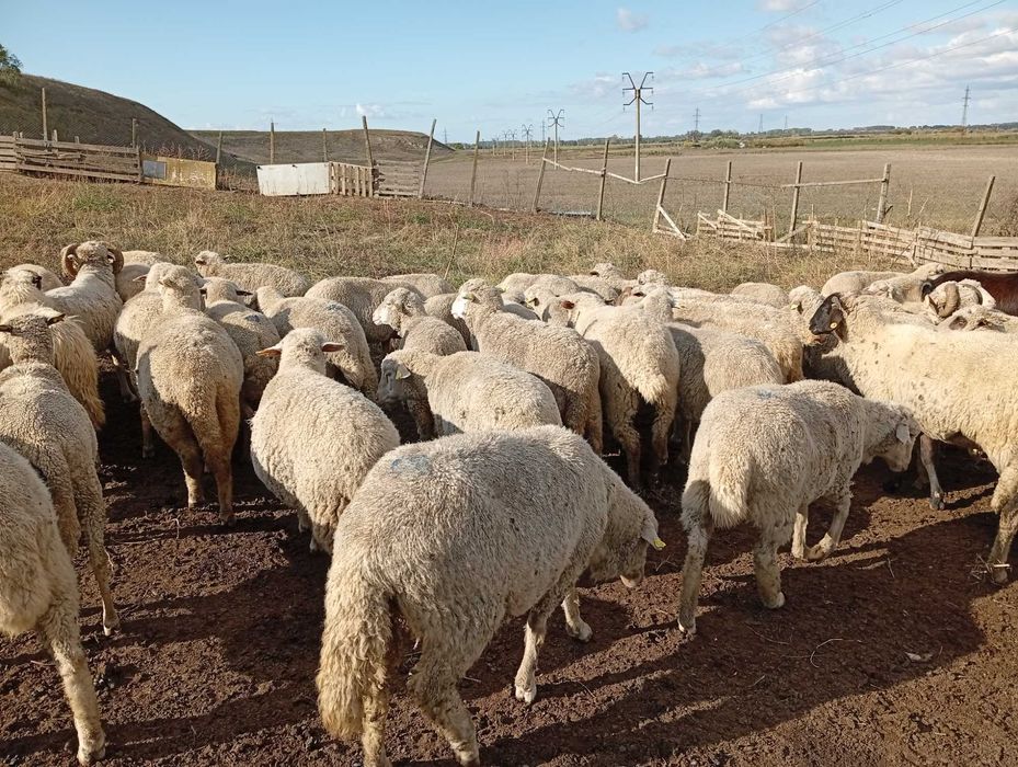 vînd 110 oi in Tulcea