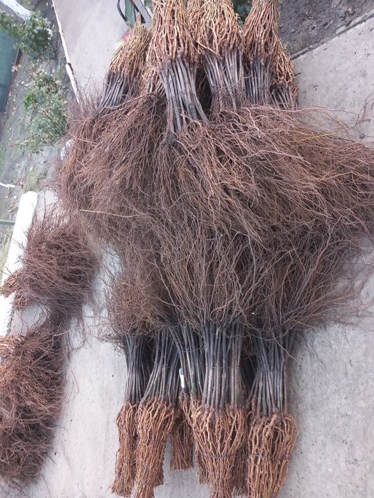 Vindem butasi vita de vie altoita