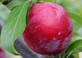 Pomi Fructiferi deosebiti  prun red lure