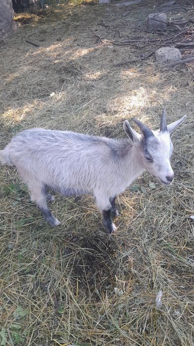 Vand iezi  (tapisori) de 6 luni i