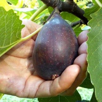 Pomi Fructiferi (Soiuri De Smochini)